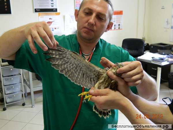 Ветеринарная клиника рядом с метро Ясенево