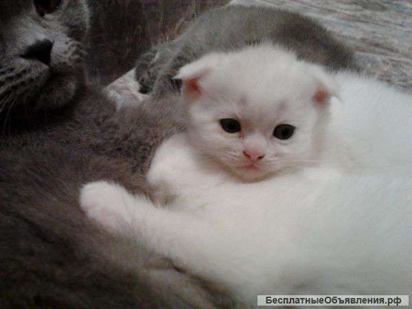 Ищу родителей для родословных котят