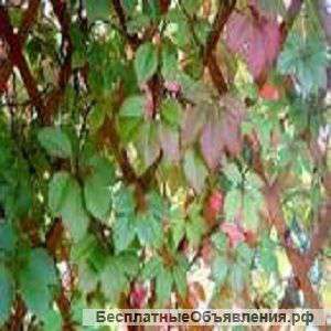 Декоративный виноград