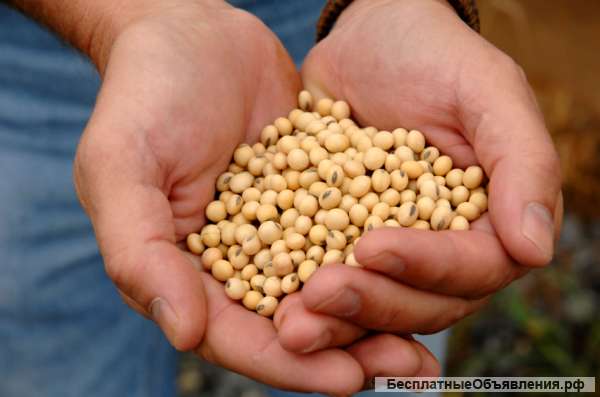 Соевые бобы