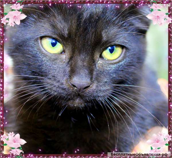 Кошечка в добрые руки