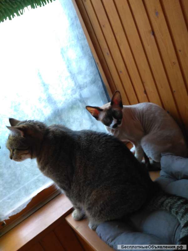 Домашняя передержка кошек