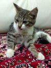 Марс - душа котик, с высоким кошачьим интеллектом