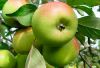 Яблоки оптом