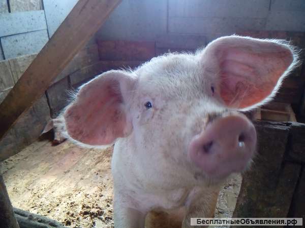 Свинина деревенская