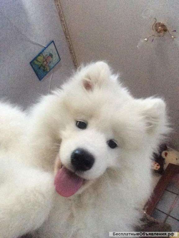 Щенки от шикарных родителей