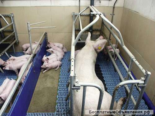 Опоросный станок для свиноматок