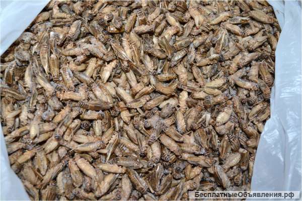 Насекомые на корм замороженные