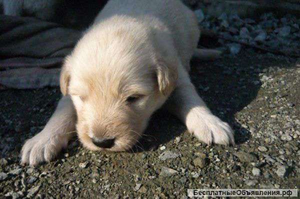 Отдам в добрые руки щенков
