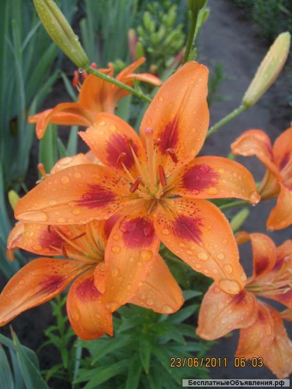 Ярмарка на Черевичкина