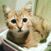 Котенок в дар