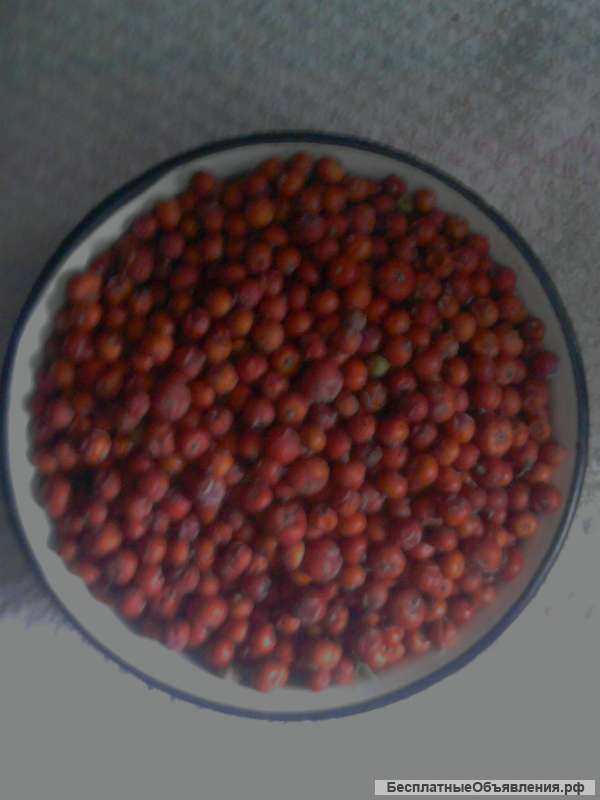 Ягоды можевельника красного