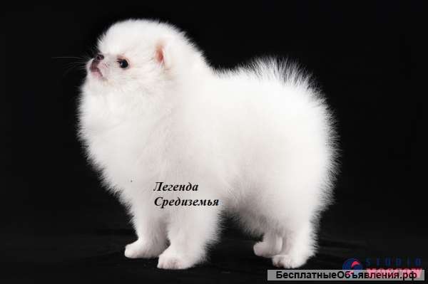 Померанский шпиц