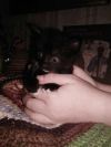 Чёрные котята, трехцветный котенок