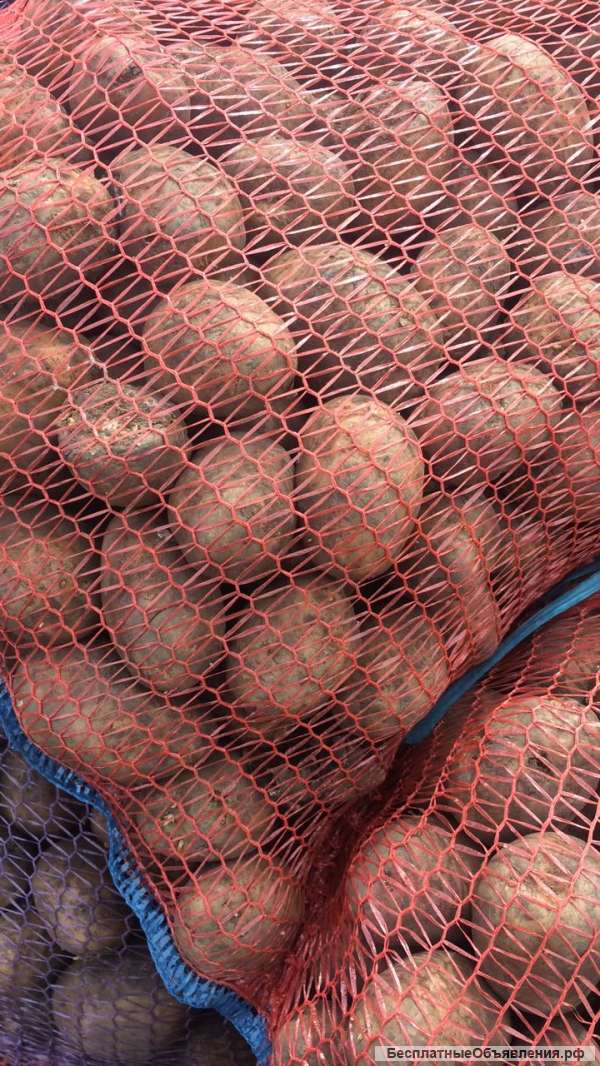 Опт.опт.опт.картофель