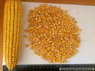 Кукуруза оптом