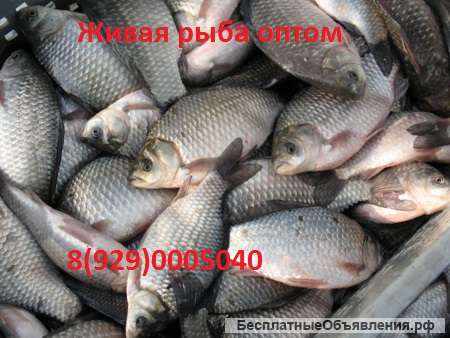 Живая рыба. Куплю оптом живую рыбу.