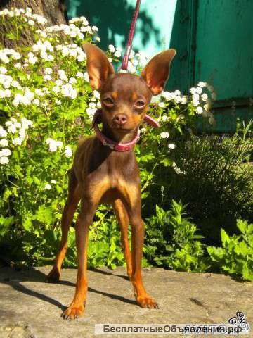 Шикарный Шоколадный кобель для вязки