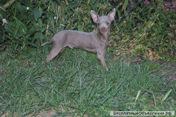 Лиловый кобель сын Чемпиона для вязки