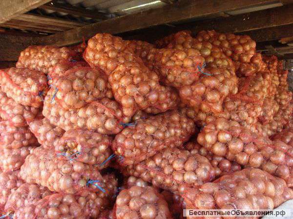 Лук оптом от производителя