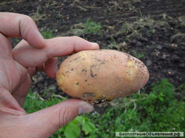 Картофель оптом от производителя