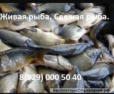 Живая рыба. Продам рыбу оптом.