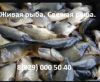 Живая рыба. Продам рыбу оптом.