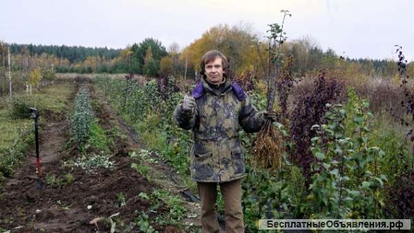 Плодовые деревья и декоративные оптом (питомник)