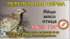 Готовый бизнес - перепелиная ферма, ищет инвесторов