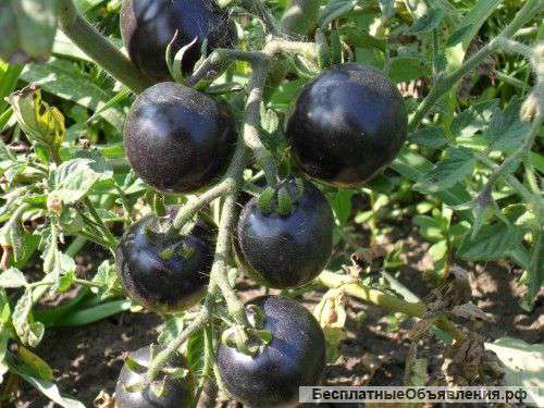 Продаю семена