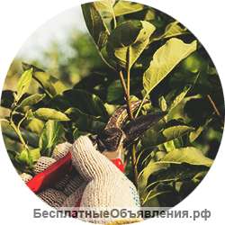 Обрезка яблонь осенью