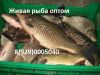 Живая рыба в Краснодаре. Куплю оптом рыбу.