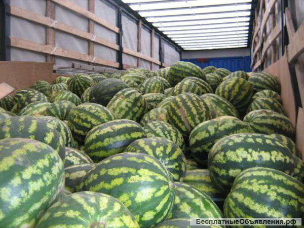 Арбузы оптом