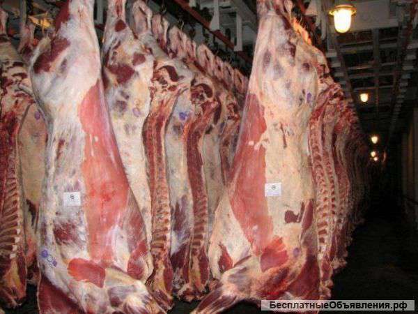 Говядина оптом