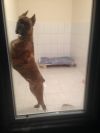 Гостиница для Животных