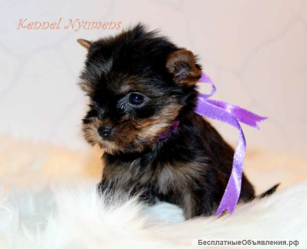 Щенки йорка