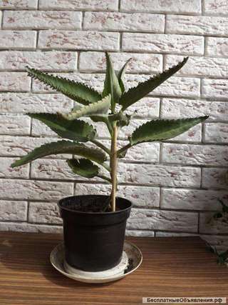 Каланхое лечебное от насморка, Чихалочка с доставкой. Самовывоз