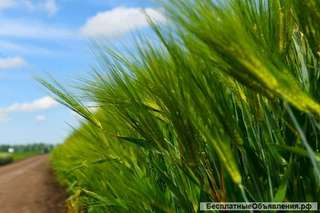 Земельный участок 43,23 Га