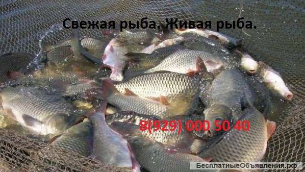 Свежая, живая рыба. Куплю оптом щуку.