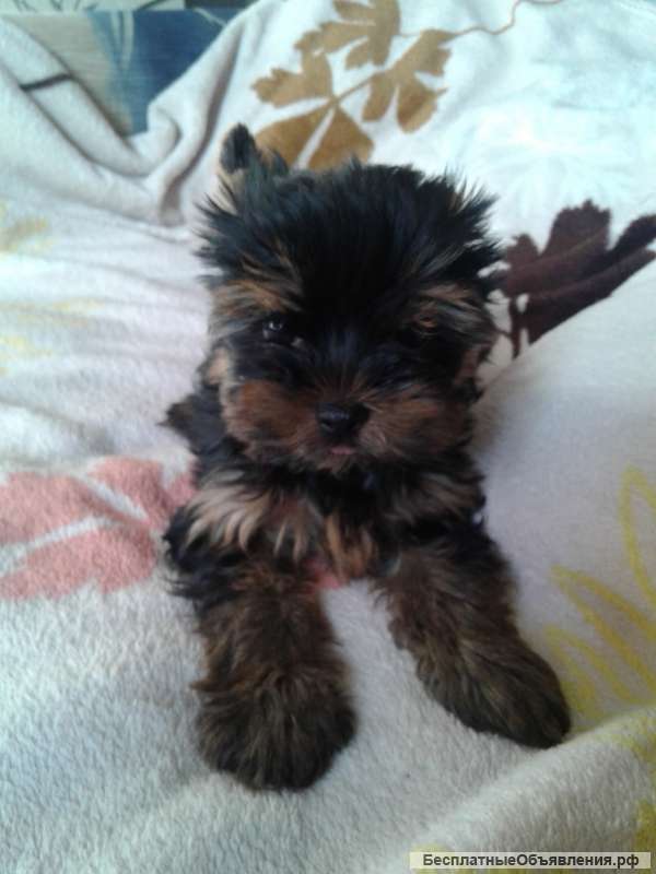 Йоркширский терьер