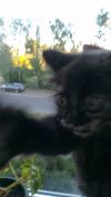 Отдам котят в хорошие руки
