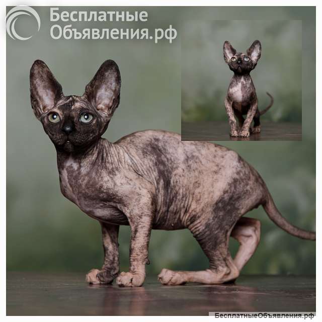 Наш питомник, эльфов, сфинксов, бамбино