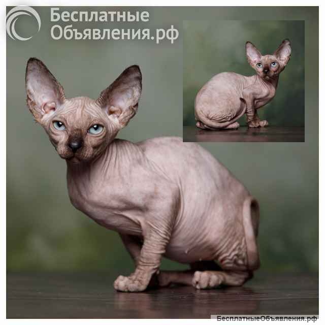 Наш питомник, эльфов, сфинксов, бамбино