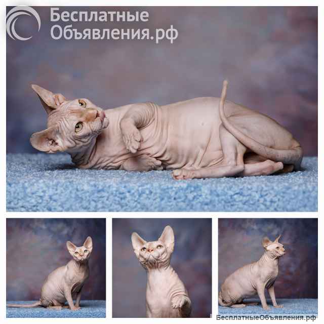 Наш питомник, эльфов, сфинксов, бамбино