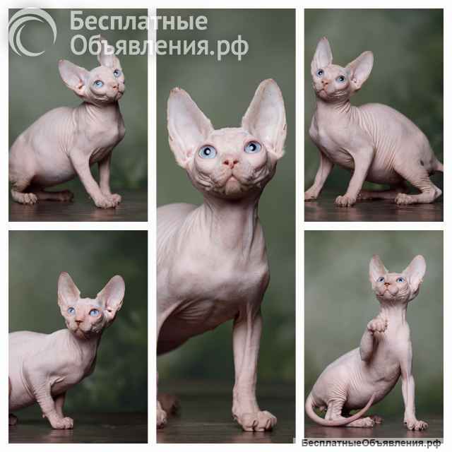 Наш питомник, эльфов, сфинксов, бамбино