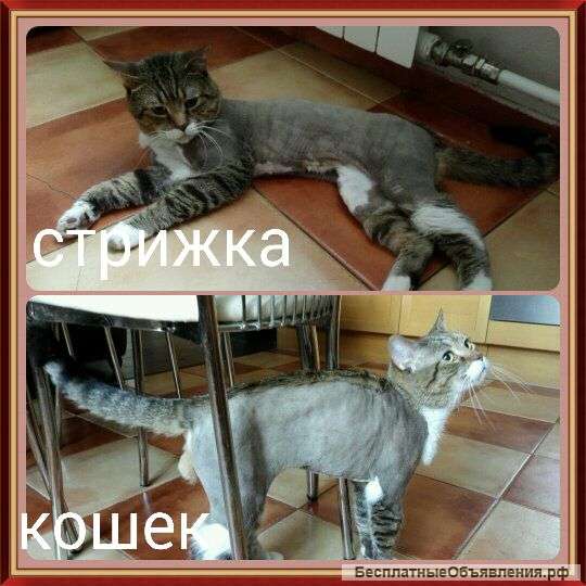 Стрижка кошек и собак.Зоосалон "Улыбка Бобби"
