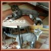 Стрижка кошек и собак.Зоосалон "Улыбка Бобби"