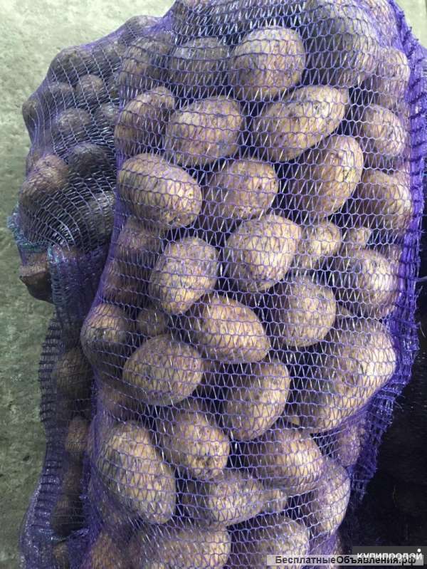 Весь "борщевой набор" от