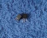 Транзисторы 2SC (C HSC H MPS) NPN редкие (Список 2SC20) демонтаж оригинальные