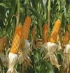 Семена кукурузы Краснодарский 194 на ПОСЕВ